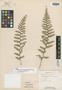 Cheilanthes chipinquensis Knobloch & Lellinger, Mexico, I. W. Knobloch 1996B, Isotype, F