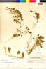 Flora of the Lomas Formations: Dichondra sericea Sw., Peru, C. R. Worth 15716, F