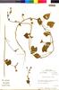 Flora of the Lomas Formations: Ipomoea dubia Roem. & Schult., Peru, M. O. Dillon 4645, F