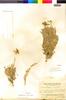 Flora of the Lomas Formations: Mathewsia incana Phil., Chile, I. M. Johnston 5748, F