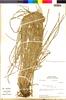 Flora of the Lomas Formations: Cyperus eragrostis Lam., Peru, M. O. Dillon 3946, F