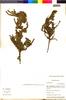 Flora of the Lomas Formations: Frankenia chilensis Presl, Peru, M. Weigend 750, F