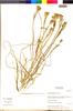 Flora of the Lomas Formations: Tigridia philippiana I. M. Johnst., Chile, M. O. Dillon 8106, F