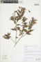 Eugenia biflora (L.) DC., Brazil, B. M. Torke 1278, F