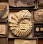 P 3642 Acanthoceras rothomagensis, Cliffe Austy, Wilts, England. Paleo Invertebrates Ammonite specimen, surrounded by other invertebrate fossil specimens in boxes with labels.  From the World's Columbian Exposition of 1893.