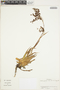 Luzula gigantea Desv., Colombia, J. Cuatrecasas 26907, F