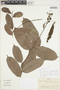 Mabea occidentalis Benth., Colombia, J. Cuatrecasas 26121, F