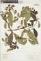 Fuchsia L., Colombia, J. Cuatrecasas 26844, F
