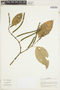 Piper crassinervium vel aff. Kunth, Colombia, J. Cuatrecasas 27276, F
