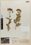 Spiraea betulifolia var. rosea image