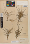 Tillandsia landbeckii Phil., CHILE, Possible type, F