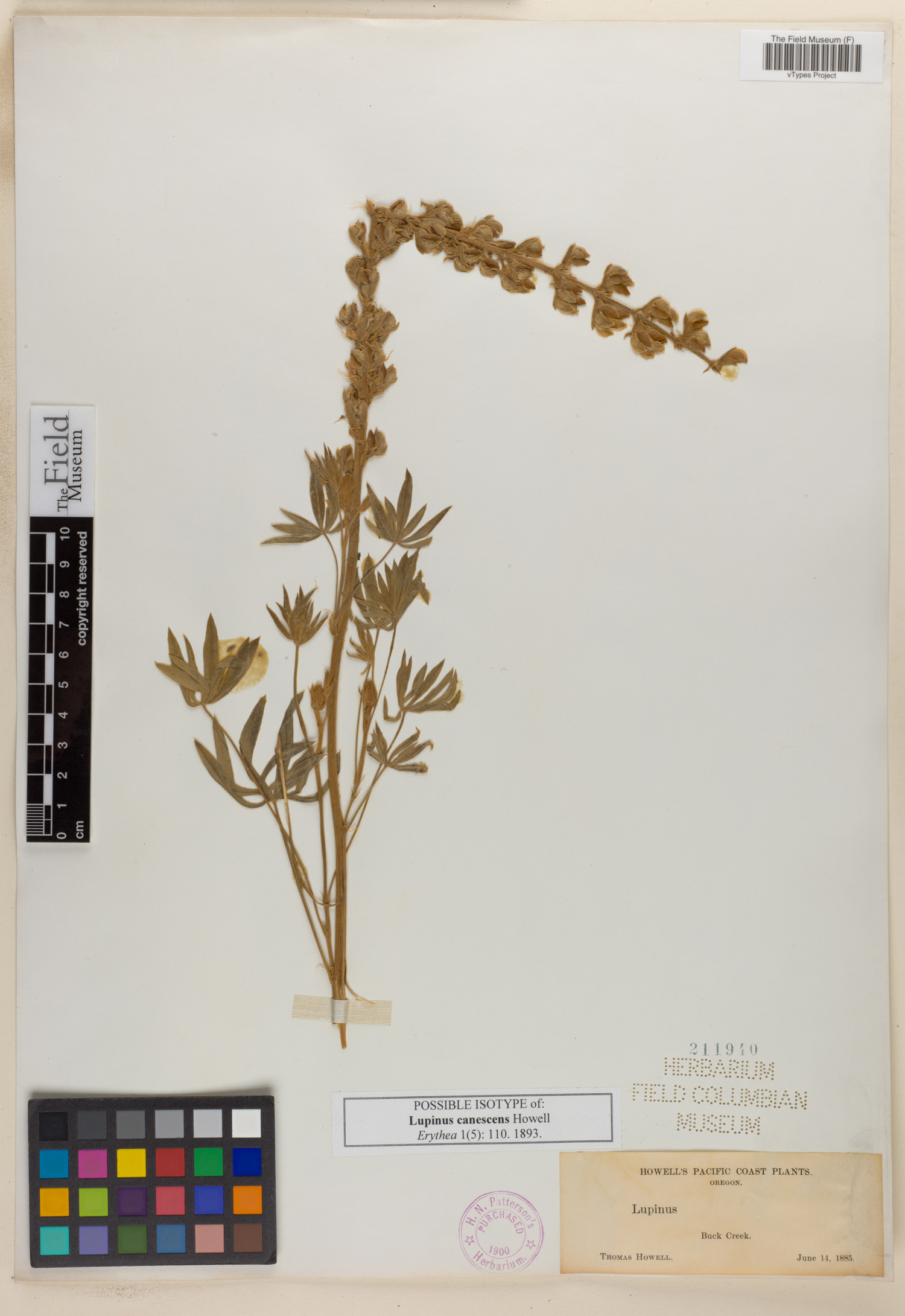 Lupinus canescens image