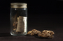 Jar and label with morel mushrooms. Economic Botany Collection.