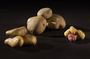 Potato Models from Economic Botany Collection Botany specimen 271335
