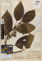 Cestrum humboldtii var. calycinum Francey, Peru, J. F. Macbride 4332, Holotype, F