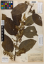 Cestrum humboldtii Francey, Peru, J. F. Macbride 5129, Holotype, F