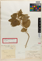 Cestrum bahamense var. latifolium Francey, Bahamas, L. J. K. Brace 1521, Holotype, F