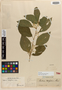Cestrum chloranthum Dunal, Trinidad and Tobago, J. Sieber 143, Isotype, F