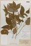 Acalypha schiedeana var. purpusiana Pax & K. Hoffm., Mexico, C. A. Purpus 6125, Isosyntype, F