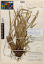Carex huehueteca image