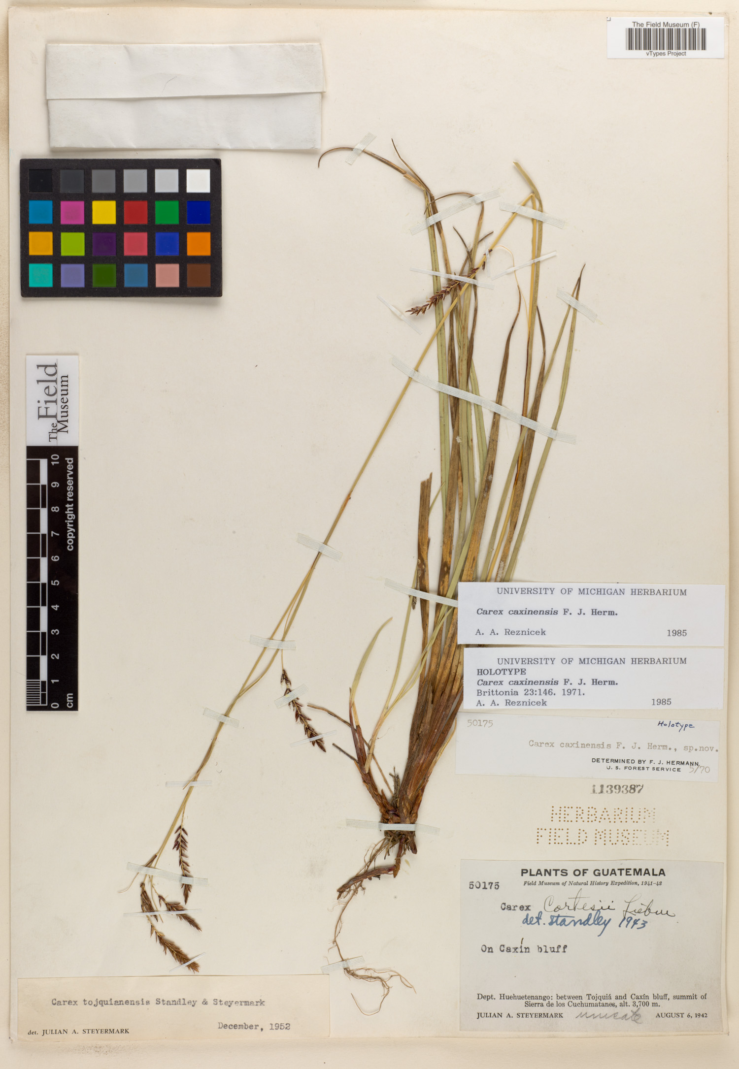 Carex tojquianensis image