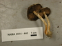 North American Mycological Association Foray 2014: specimen # NAMA 2014-440