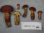North American Mycological Association Foray 2011: specimen # NAMA 2011-027