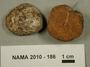 North American Mycological Association Foray 2010: specimen # NAMA 2010-186