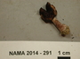 North American Mycological Association Foray 2014: specimen # NAMA 2014-291
