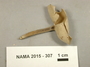 North American Mycological Association Foray 2015: specimen # NAMA 2015-307
