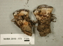 North American Mycological Association Foray 2010: specimen # NAMA 2010-173