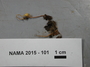 North American Mycological Association Foray 2015: specimen # NAMA 2015-101