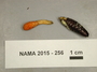 North American Mycological Association Foray 2015: specimen # NAMA 2015-256