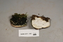 North American Mycological Association Foray 2011: specimen # NAMA 2011-040