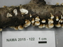 North American Mycological Association Foray 2015: specimen # NAMA 2015-122