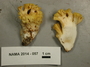 North American Mycological Association Foray 2014: specimen # NAMA 2014-057