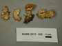 North American Mycological Association Foray 2011: specimen # NAMA 2011-020