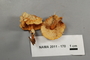 North American Mycological Association Foray 2011: specimen # NAMA 2011-170