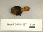 North American Mycological Association Foray 2015: specimen # NAMA 2015-257