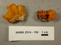North American Mycological Association Foray 2014: specimen # NAMA 2014-156