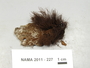 North American Mycological Association Foray 2011: specimen # NAMA 2011-227