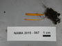 North American Mycological Association Foray 2015: specimen # NAMA 2015-067