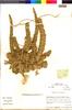Flora of the Lomas Formations: Amaranthus hybridus L., Peru, M. O. Dillon 4756, F