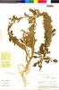 Flora of the Lomas Formations: Amaranthus hybridus L., Peru, M. O. Dillon 3256, F
