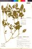 Flora of the Lomas Formations: Amaranthus viridis L., Peru, S. Llatas Quiroz 2254, F