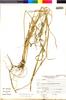 Flora of the Lomas Formations: Bromus catharticus Vahl, Peru, J. Mostacero León 1790, F