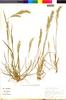 Flora of the Lomas Formations: Bromus berterianus Colla, Chile, S. Teiller 2632, F