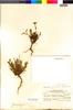 Flora of the Lomas Formations: Hypericum silenoides Juss., Peru, C. R. Worth 15671, F