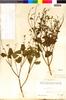 Flora of the Lomas Formations: Salvia paposana Phil., Peru, J. Isern 2470, F