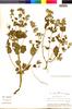 Flora of the Lomas Formations: Salvia rhombifolia Ruíz & Pav., Peru, M. O. Dillon 3325, F